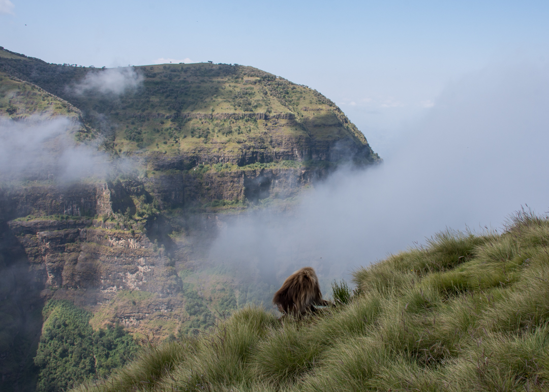 Simien-Mountains-Gelada-in-the-mist